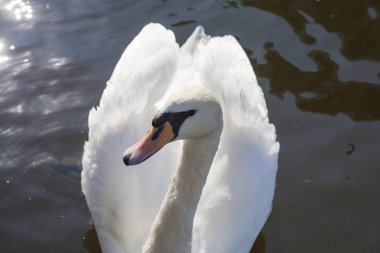 Prag, Çek Cumhuriyeti Vltava Nehri üzerinde kuğu