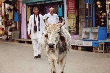 Kutsal inek serbestçe Pushkar şehir, Hindistan, 13 Şubat 2018 sokaklarında yürüyüş