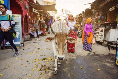 Kutsal inek serbestçe Pushkar şehir, Hindistan, 13 Şubat 2018 sokaklarında yürüyüş