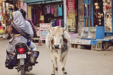 Kutsal inek serbestçe Pushkar şehir, Hindistan, 13 Şubat 2018 sokaklarında yürüyüş