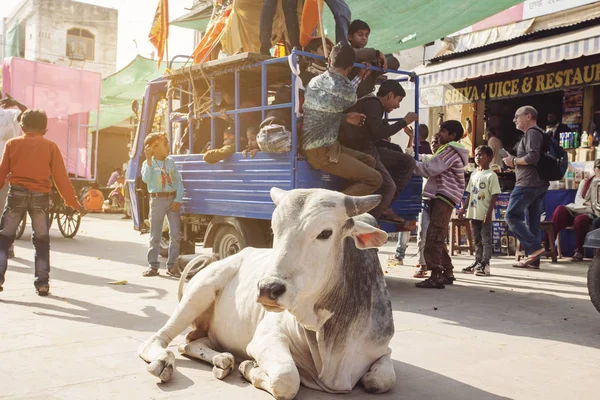 Pushkar şehir, Hindistan, 13 Şubat 2018 sokak kutsal inek