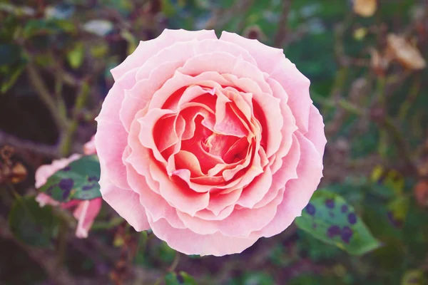 Цветущая Роза Саду — стоковое фото