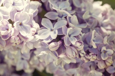 Lila, Syringa vulgaris, çiçek açan kümesinin ayrıntı