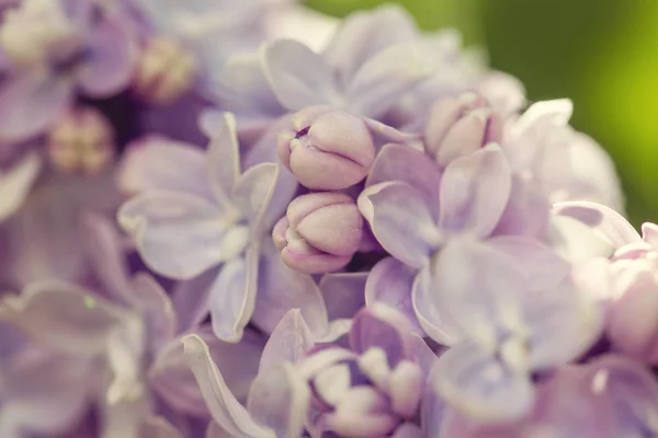 Lila Syringa Vulgaris Detail Van Het Bloeiende Cluster — Stockfoto