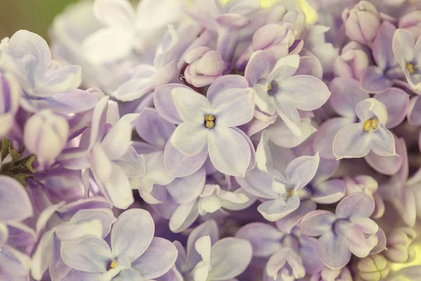 Lila Syringa Vulgaris Detail Van Het Bloeiende Cluster — Stockfoto