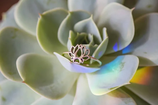 Sterling Silver Ring Shape Lotus Placed Houseleek — Stock Photo, Image
