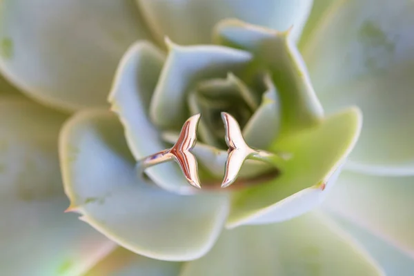 Sterling Silver Ring Shape Fish Tail Placed Houseleek — Stock Photo, Image