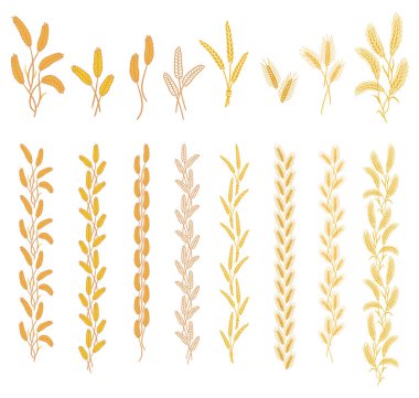 Mısır gevreği bitkilerin olgun kulaklar