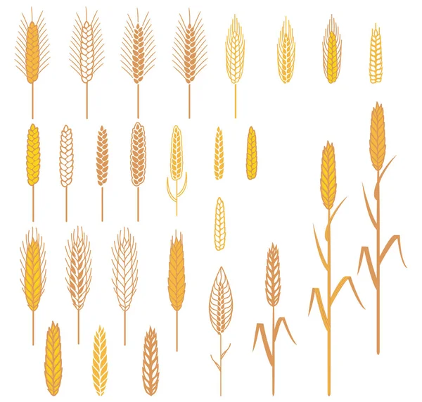 Hububat bitki kümesinin kulaklar