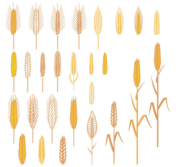 Ears of cereals plants set