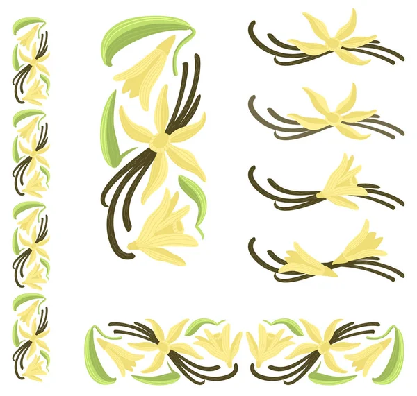 Vanilla pods with flowers and leaves — Stock Vector
