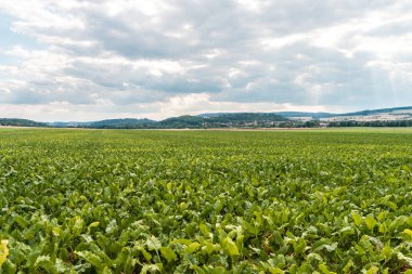 Arkasında tepeler olan bir pancar tarlası.