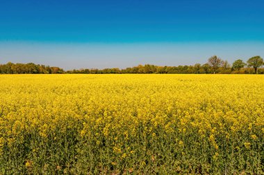 Raps Field - Almanya 'da renkli rapçiler çiçek tarlası