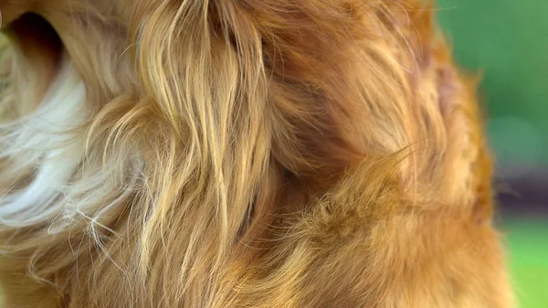 Smooth Silky Hair Of Dog