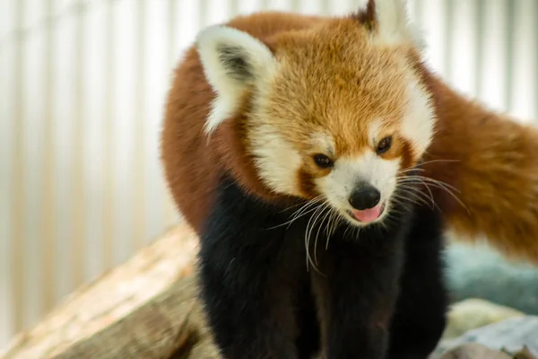 Roter Panda Streift Zoo — Stockfoto