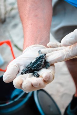 Bebek deniz kaplumbağası çevre profesyonel tarafından yardımcı olmak