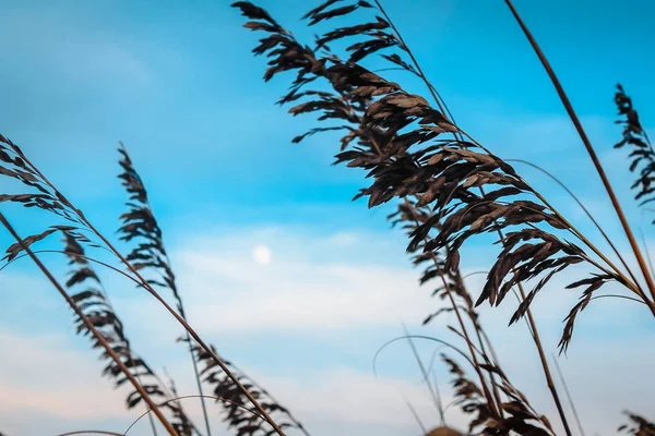 Blick Auf Den Vollmond Zwischen Seegras — Stockfoto