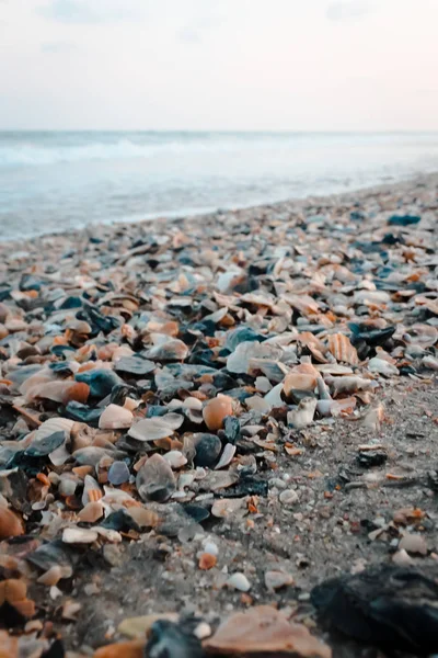 Κοχύλι Κρεβάτι Στην Παραλία Στο Ωκεανό Isle Beach — Φωτογραφία Αρχείου