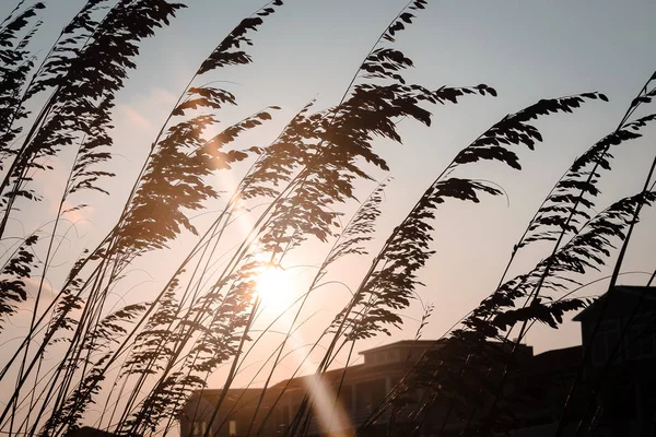 Słońce Przez Trawy Morskie — Zdjęcie stockowe