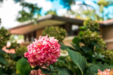 Meyer Mayıs Evi 'nin bahçesinde çiçek açıyor.