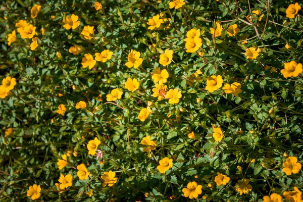 Honey Bee Pollinating Yellow Blossoms Flowering Bush — Stock Photo, Image