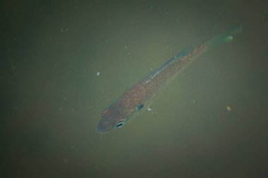 Frederik Meijer Bahçelerinde yüzen balıklar