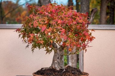 Japanese maple bonsai tree during the fall at the Japanese gardens clipart