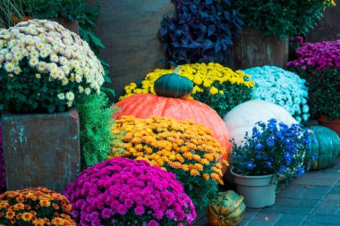 Bahçede sergilenen anneler ve balkabakları