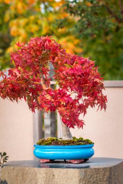 Red Japanese maple bonsai tree changing colors in the garden clipart