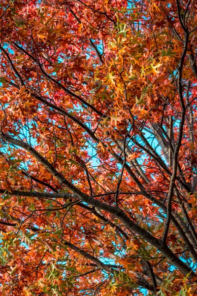 Φθινοπωρινά Χρώματα Εκρήγνυνται Στα Δέντρα Κατά Μήκος Δασώδους Μονοπατιού — Φωτογραφία Αρχείου