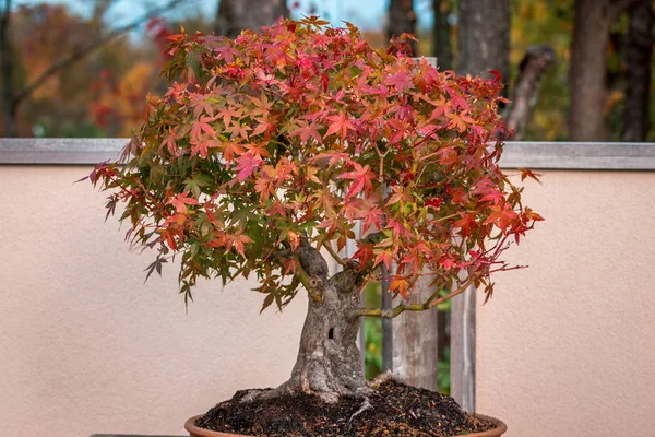 Japon akçaağaç bonsai ağacı Japon bahçelerinde sonbaharda
