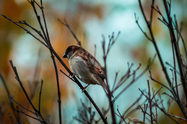 Grand Oiseau Brun Perché Dans Arbre Pendant Automne Frederik Meijer — Photo