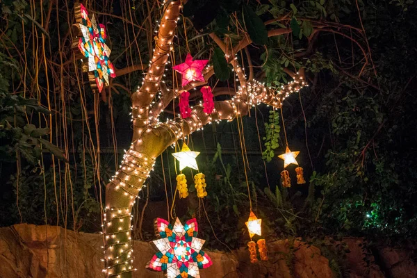 Grand Rapids Michigan 'daki Frederik Meijer Bahçeleri' ndeki tropikal bahçelerde yıldızlar ve noel ışıkları