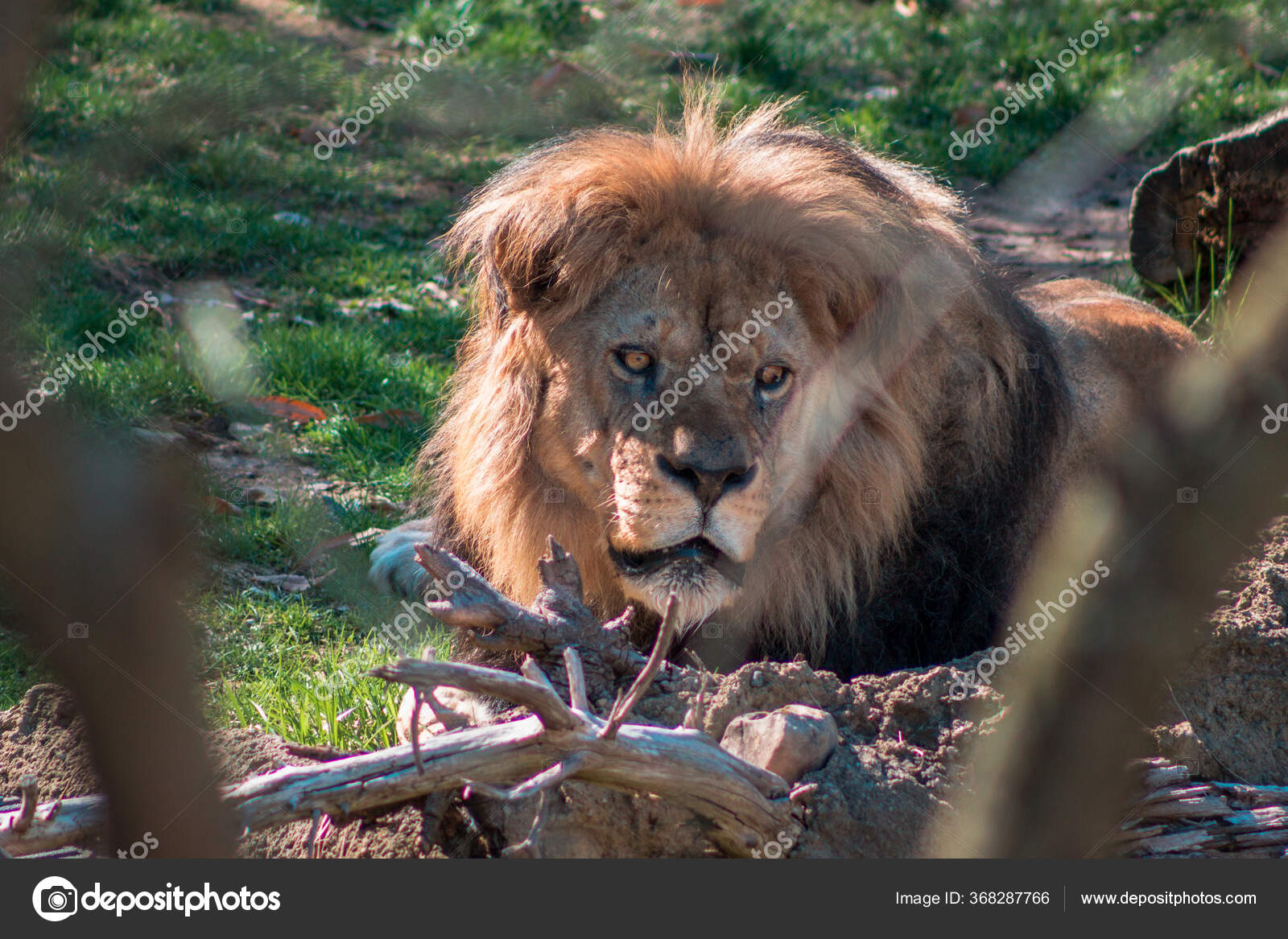 Lion Laying Sun John Ball Zoo Stock Photo by