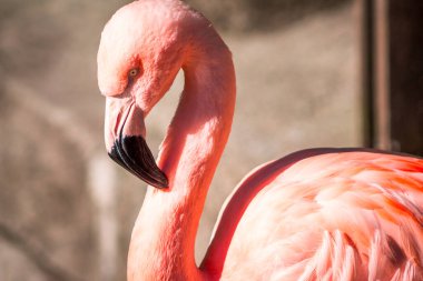 Flamingo Grand Rapids Michigan 'daki John Ball Hayvanat Bahçesi' nde güneşe bakıyor.
