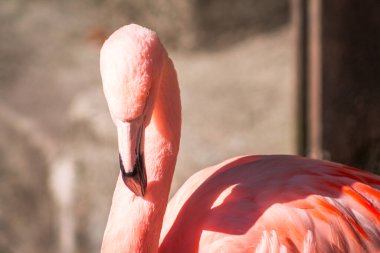 Flamingo bir bahar günü John Ball Hayvanat Bahçesi 'nde güneşe bakıyor.