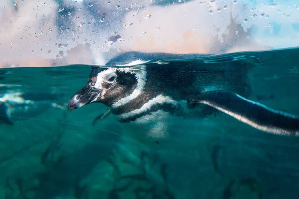 Pingüino Nadando Zoológico John Ball —  Fotos de Stock