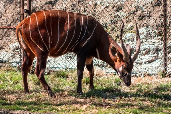 Bongo Pastando Día Soleado Zoológico John Ball — Foto de Stock