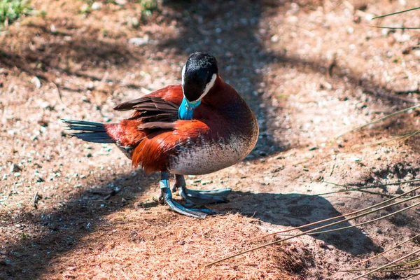 Pato Bico Azul Preening Penas Jardim Zoológico John Ball — Fotografia de Stock