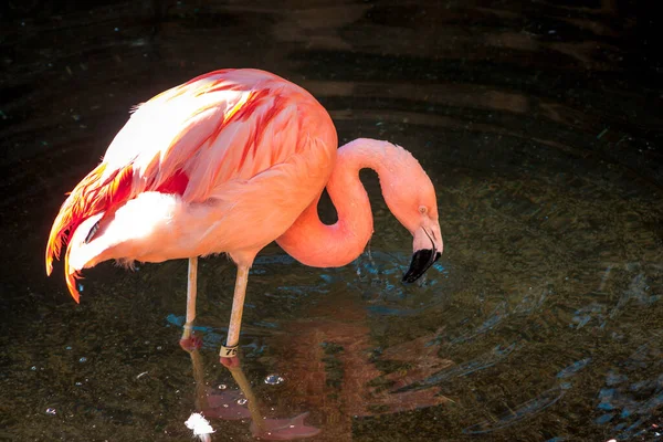 Flamingo Bebendo Uma Lagoa Jardim Zoológico John Ball Grand Rapids — Fotografia de Stock