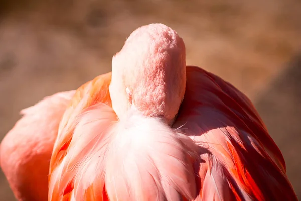 Flamingo Preening Penas Jardim Zoológico John Ball Grand Rapids Michigan — Fotografia de Stock