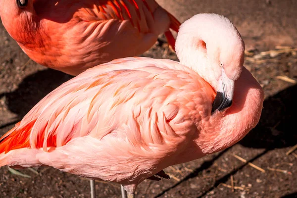 Flamingo Preening Penas Jardim Zoológico John Ball — Fotografia de Stock