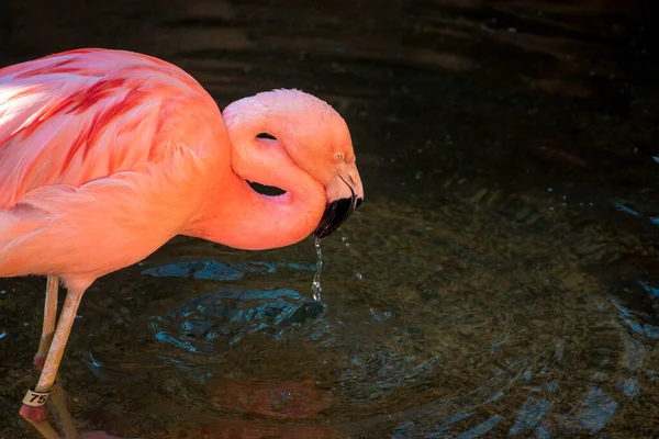 Flamingo Bebendo Uma Lagoa Jardim Zoológico John Ball — Fotografia de Stock