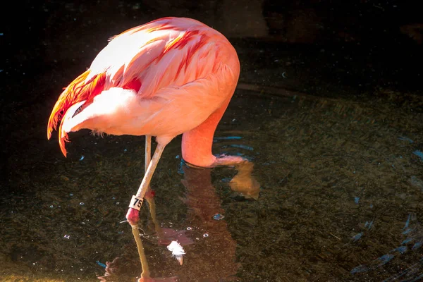 Flamingo Pesca Uma Lagoa Jardim Zoológico John Ball — Fotografia de Stock