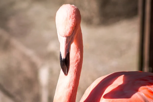 Flamingo Olhando Para Sol Jardim Zoológico John Ball — Fotografia de Stock