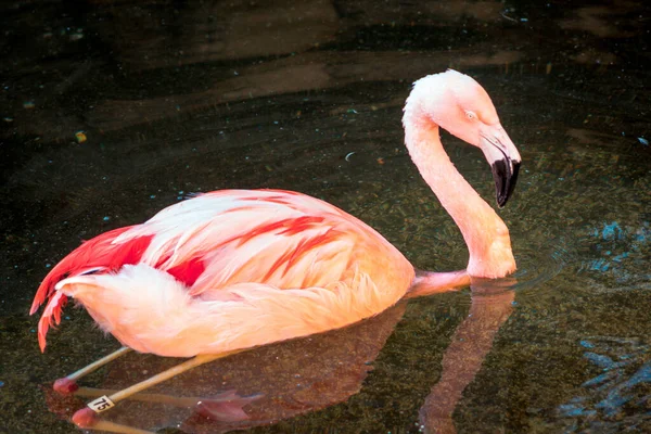 Flamingo Nadando Jardim Zoológico John Ball — Fotografia de Stock