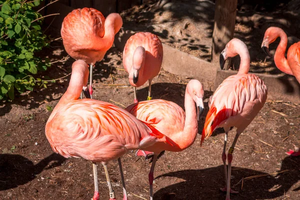 Flamingos Reunindo Seu Recinto Jardim Zoológico John Ball — Fotografia de Stock