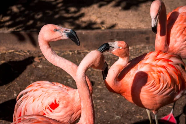 Flamingos Lutando Dia Ensolarado Jardim Zoológico John Ball — Fotografia de Stock