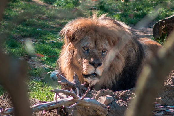 Λιοντάρι Ξαπλωμένο Στον Ήλιο Στο Ζωολογικό Κήπο Του Τζον Μπολ — Φωτογραφία Αρχείου