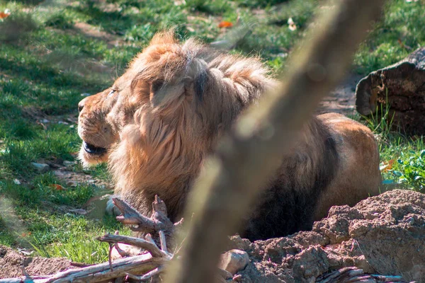 Leone Che Riposa Sole Allo Zoo John Ball — Foto Stock